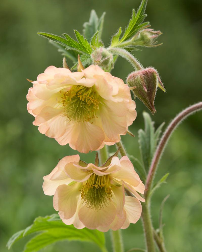 Geum 'Censation Apricot Pearl'